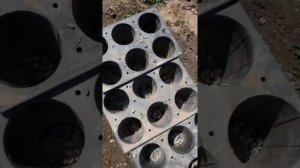 Размножение липы