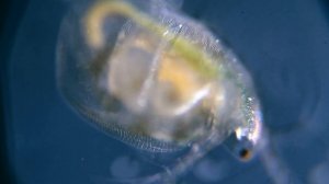 Water flea under the MICROSCOPE // invisible world