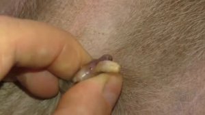 Remove mango worms from dog - Remove mango worms from dog skin Удалите манговых червей с кожи собак