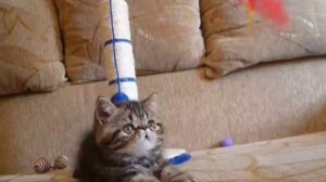 Куплю кота экзота купить кота экзота Москва