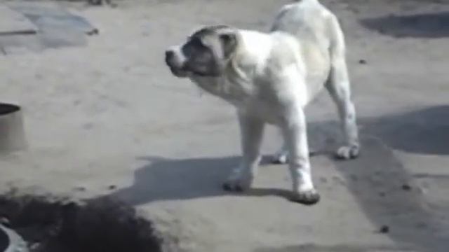 Сен Сао Диана 4мес. смотреть онлайн