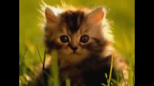 У жирафа пятнышки везде...