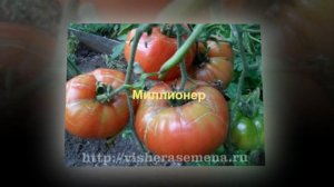 Сорта для теплиц которые я выращиваю на Северном Урал