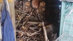 КРАСАВЕЦ ТЁМНО СИНИЙ ШМЕЛЬ НА НАШЕЙ ДАЧЕ