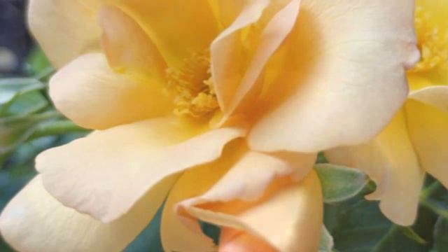 Lumix TZ4 смотреть онлайн