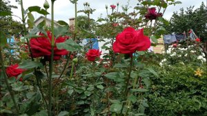 Розы. Очень красивое цветение роз в августе. Роза Венроза. Неизвестные розы.