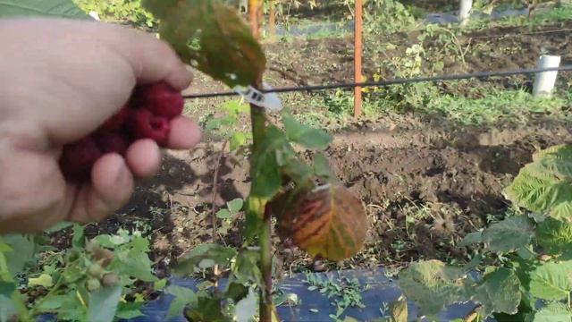 Малина Хай-нун (малиновое дерево?).