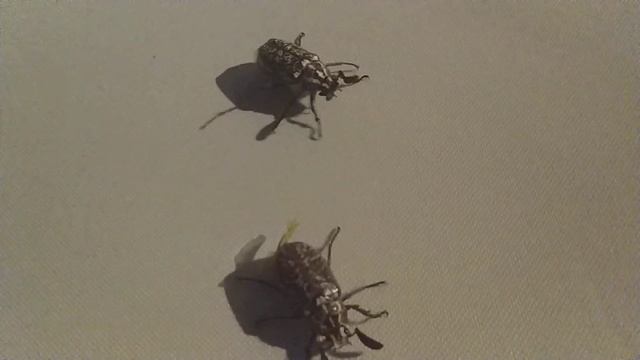 Майские (?) жуки в Турции смотреть онлайн