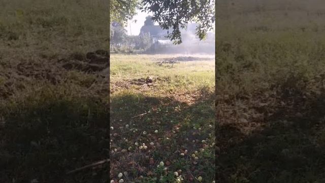 Купили заброшенный участок в деревне. Наводим порядок