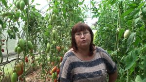 О заказе семян. Как заказать и купить семена томатов редких и коллекционных сортов.