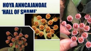 HOYA VARIETIES (RARE & COMMON) | HOYA PLANT IDENTIFICATION