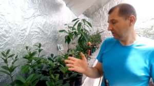 Созревание бананов. Как выращивают бананы в доме.