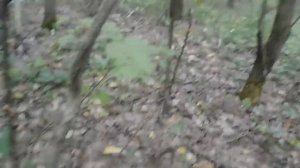 Груздей не море, а ОКЕАН! За грибами в лес! For mushrooms in the forest