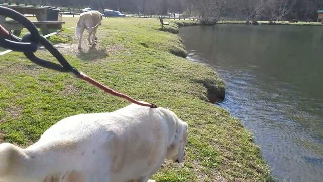 Семилетний Алабай-веган смотреть онлайн