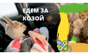 ПОЕЗДКА ЗА КОЗОЙ. ОНА ТАКАЯ МАЛЫШКА КАК НАЗВАЛИ?