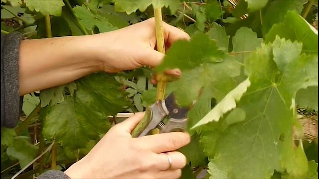 ВИНОГРАД осенняя обрезка - подготовка к зиме смотреть онлайн