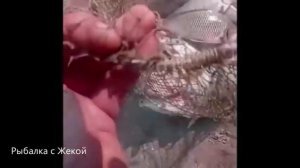 Штраф за ловлю Спиннингом во время нереста!?