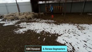 Как собаки-пастухи управляют стадом овец, подробный обзор.