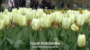 Tulip 'Purissima' (or 'White Emperor') - FarmerGracy.co.uk
