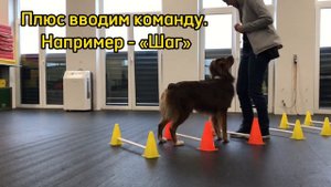 Кавалетти для собак