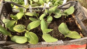 Как и когда сеять кабачки в 2021 году на рассаду и в открытый грунт по лунному календарю