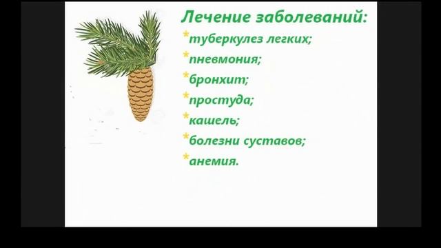 Сосновые шишки Лечебные свойства