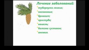 Сосновые шишки Лечебные свойства