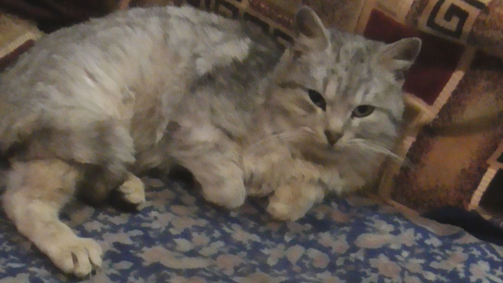 Кошки лежат на диване смотреть онлайн