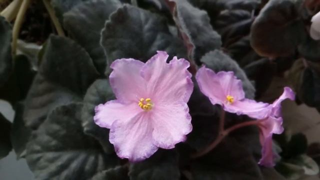 Немножко о моих фиалочках. смотреть онлайн