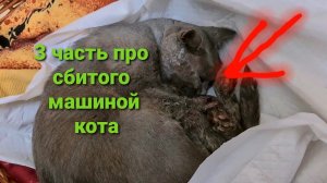 5 день спасеня Лютика, стало ли лучше?