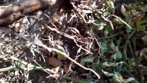 Как поддерживать плодородие почвы//Чем кормить - что вносить//Готовь ЗЕМЛЮ осенью