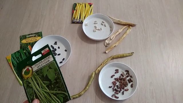 Спаржевая фасоль,,Вигна кустовая,,достойна пристального внимания смотреть онлайн