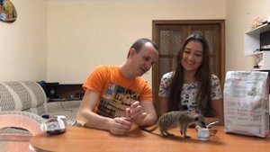 ЧТО ЕСТ ДОМАШНИЙ СУРИКАТ
