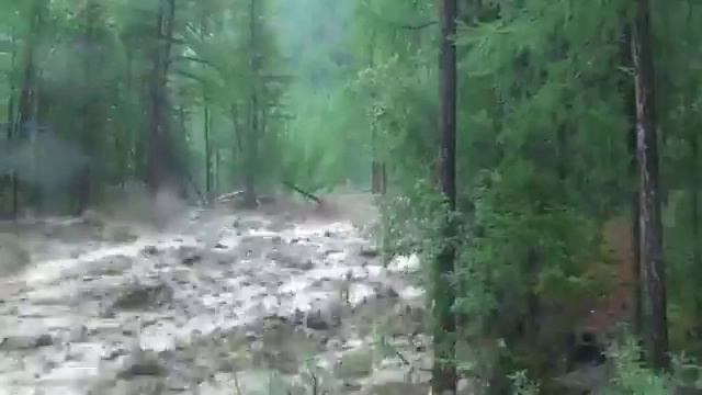 желтый чай из Египта смотреть онлайн