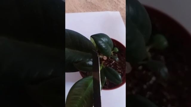 Фикус"Абиджан"көбейту тәсілі.19.06.21ж. смотреть онлайн