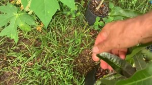 Black sooty mold on mango tree easy treatment