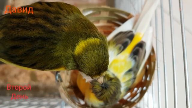 Разведение канареек. Кладка яиц смотреть онлайн