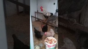 Скрещивание и содержание бройлерных кур, мой опыт.