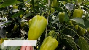 Сладкий перец Атилиус F1 (выращивание в защищенном грунте)