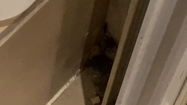 Гад в магазине #скорпион. Дешевые продукты в Риме где купить #ценынапродукты #жизньвиталии смотреть онлайн