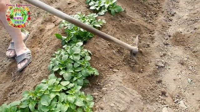 Как получить большой урожай картофеля? Второе окучивание картофеля смотреть онлайн