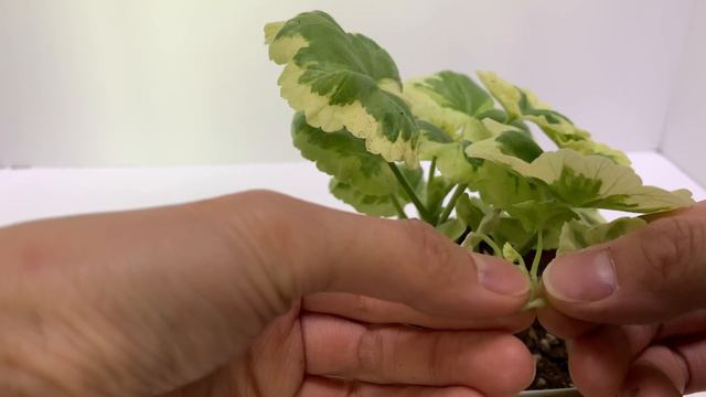 식물의 영양을 뺐는 기형의 대화 제거하기 (제라늄 대화제거,geranium) смотреть онлайн