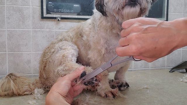 Grooming a Shih-Tzu dog breed with a #5 blade, full body grooming, no restraints смотреть онлайн