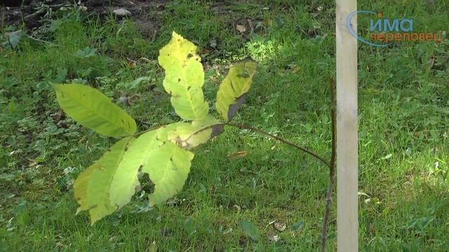 Кража саженцев маньчжурского ореха смотреть онлайн