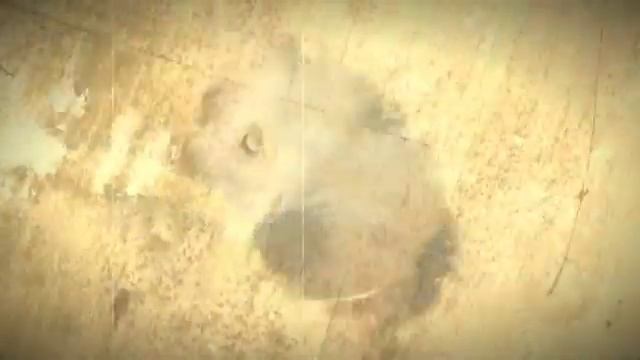 Подборка фотографий собак породы хаски смотреть онлайн