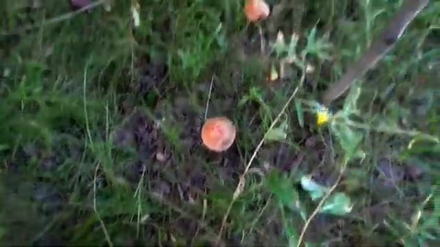 Подосиновики и Подберезовики после всех грибников Куприно Смоленск смотреть онлайн