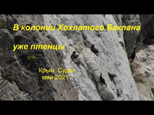 Бакланы на скале Колония Хохлатого баклана Phalacrocorax aristotelis с птенцами Судак Крым 10.5.2021