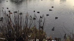 Река Петрица в Климовске в хмурую погоду ноября