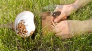 Кофе из корней одуванчика.Рецепт приготовления