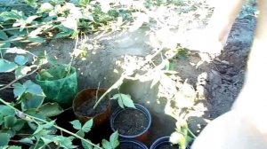 КАК УКОРЕНИТЬ ЕЖЕВИКУ? ВИДЕО ДЛЯ ЧАЙНИКОВ.